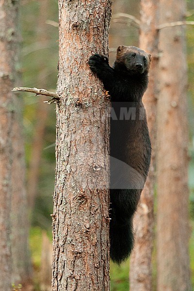 Wolverine (Gulo gulo) climbing pine tree in Finland. stock-image by Agami/Caroline Piek,