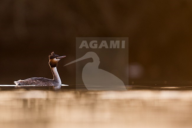 Great Crested Grebe (Podiceps cristatus cristatus) swimming on a lake in Germany. stock-image by Agami/Ralph Martin,