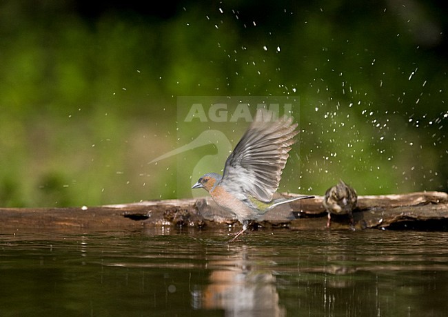 Mannetje Vink bij drinkplaats; Male Common Chaffinch at drinking site stock-image by Agami/Marc Guyt,
