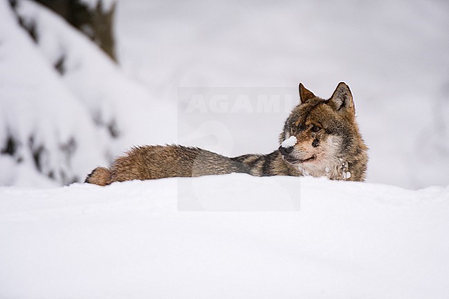 A Gray wolf, Canis lupus, in Bavarian Forest National Park. Germany. stock-image by Agami/Sergio Pitamitz,