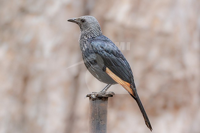 Female Red Winged Starling; Onychognathus moria stock-image by Agami/Onno Wildschut,