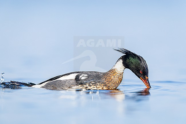  stock-image by Agami/Menno van Duijn,