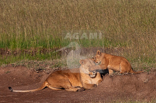 A lion cub, Panthera leo, playing with its resting mother. Masai Mara National Reserve, Kenya. stock-image by Agami/Sergio Pitamitz,