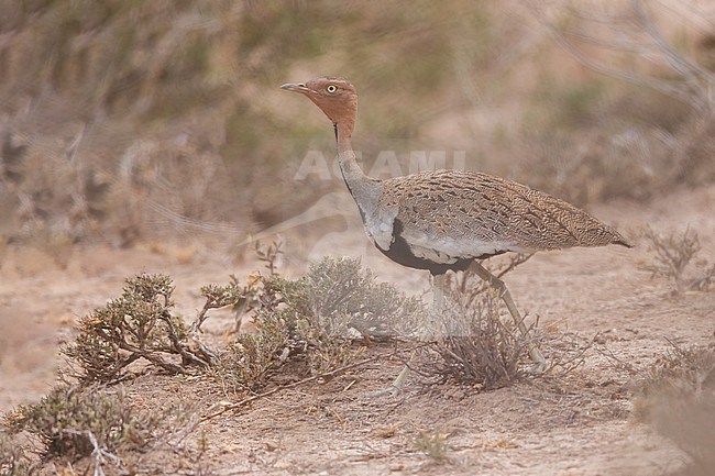 Buff-crested Bustard (Lophotis gindiana) perched in Tanzania stock-image by Agami/Dubi Shapiro,
