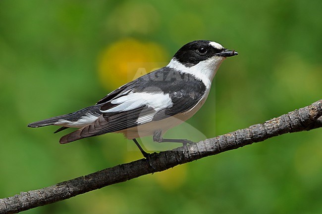 Male Collared Flycatcher (Ficedula albicollis) perched in a bush at Hyeres, France, during spring migration. stock-image by Agami/Aurélien Audevard,