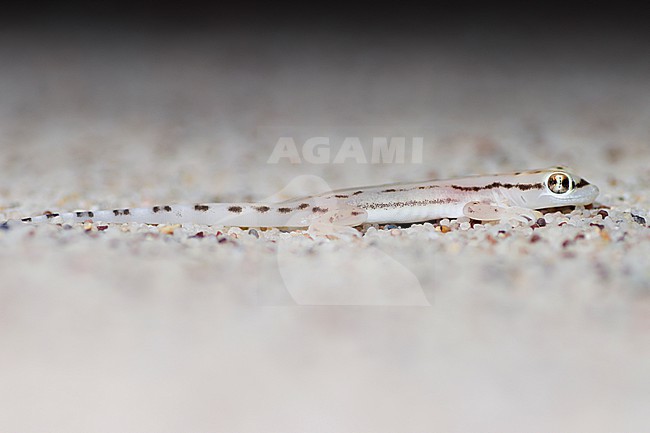 Sharqiyah sand gecko (Trigonodactylus sharqiyahensis) taken the 23/02/2023 at Sharqiyah - Oman. stock-image by Agami/Nicolas Bastide,
