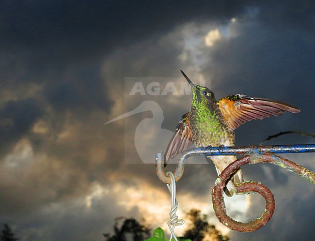 Bruinstaart-hoornkolibrie zittend bij zonsondergang (versie 2); Buff-tailed Coronet perched at sunset (version 2) stock-image by Agami/Marc Guyt,