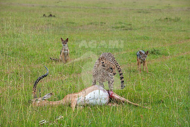 Black-backed jackals wait to steal part of a cheetah's impala kill. Mara National Reserve, Kenya. stock-image by Agami/Sergio Pitamitz,