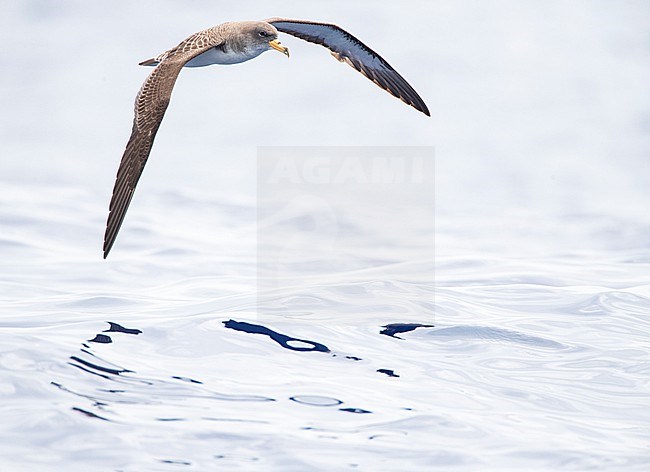 Cory's Shearwater (Calonectris borealis) off Madeira. Flying over the Atlantic ocean. stock-image by Agami/Marc Guyt,