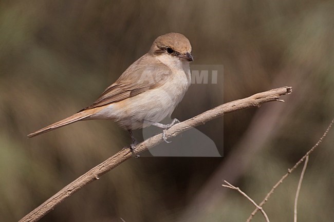 Daurische Klauwier; Daurian Shrike stock-image by Agami/Daniele Occhiato,