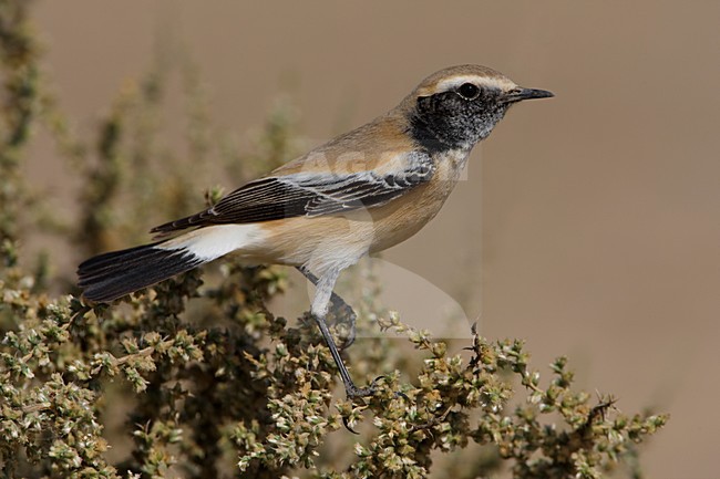 Volwassen mannetje Woestijntapuit; Adult male Desert Wheatear stock-image by Agami/Daniele Occhiato,
