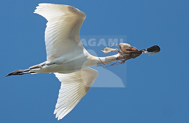 Eurasian Spoonbill (Platalea leucorodia), adult flying with nesting material, seen from the side, showing underwings. stock-image by Agami/Fred Visscher,