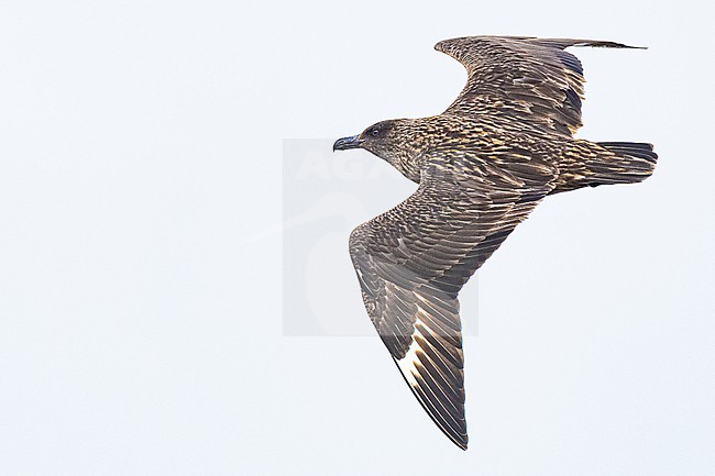  stock-image by Agami/Menno van Duijn,