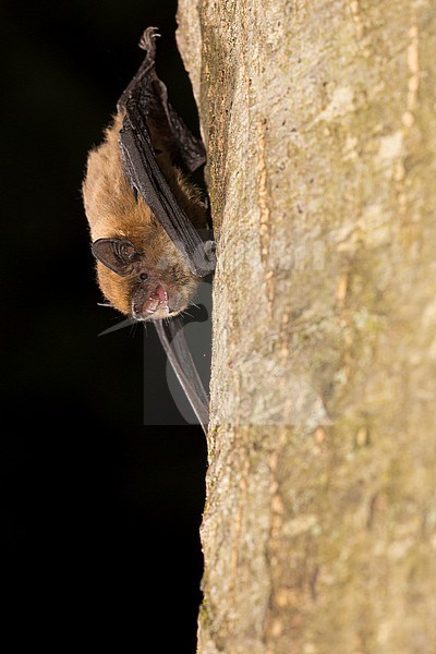 Soprano's pipistrelle is sitting on a tree stock-image by Agami/Theo Douma,