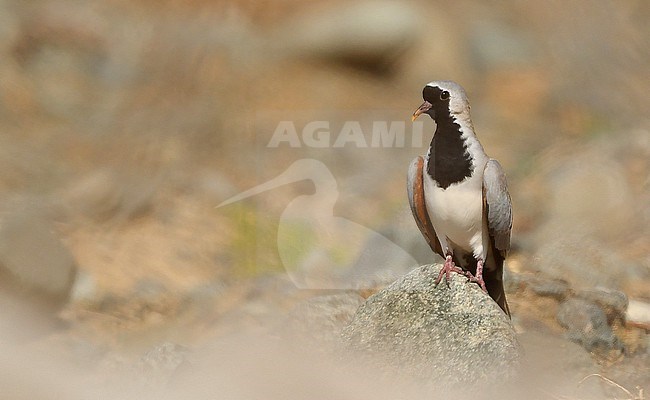  stock-image by Agami/Eduard Sangster,