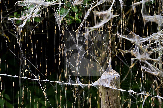 Mot rupsen, Moth Caterpillars stock-image by Agami/Menno van Duijn,