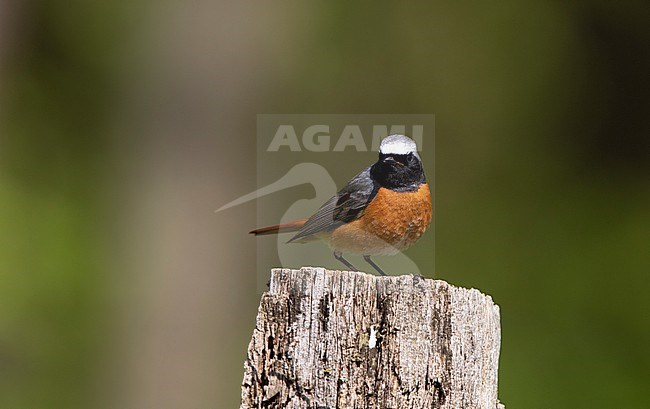 Adult male Common Redstart (Phoenicurus phoenicurus phoenicurus) perched on a fence post at North Zealand, Denmark stock-image by Agami/Helge Sorensen,