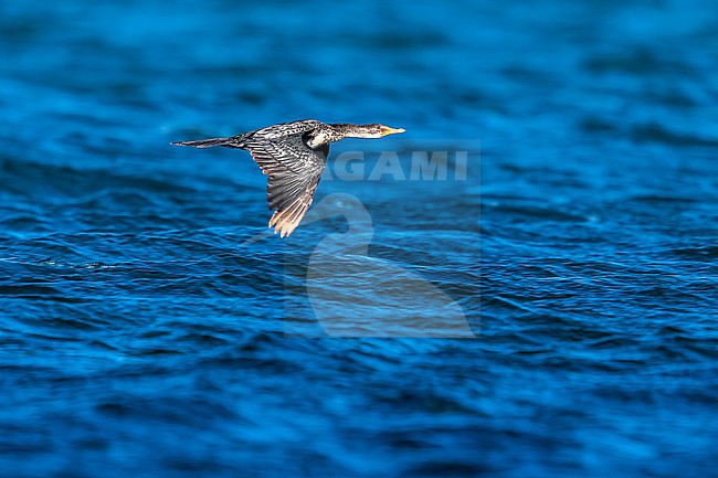 Long-tailed Cormorant (Microcarbo africanus africanus) aka Reed Cormorant flying over the sea in Banc d'Arguin, Mauritania. stock-image by Agami/Vincent Legrand,