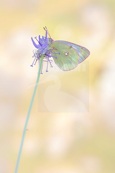 Mountain Clouded Yellow, Colias phicomone stock-image by Agami/Wil Leurs,