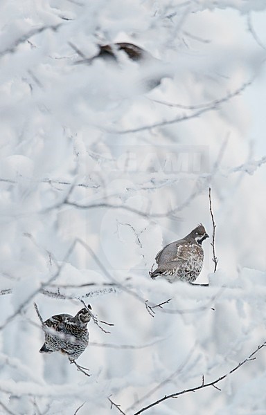 Hazelhoen foeragerend in de sneeuw, Hazel Grouse foraging in the snow stock-image by Agami/Markus Varesvuo,