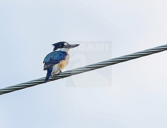 Forest kingfisher (Todiramphus macleayii) in Papua New Guinea. Also known as Macleay's or the blue kingfisher. stock-image by Agami/Pete Morris,