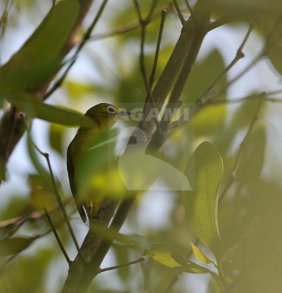 Endemic Javan white-eye (Zosterops flavus) in tropical lowland rainforest near Pamanukan, on Java, Indonesia. stock-image by Agami/James Eaton,