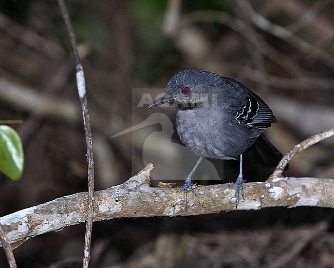 Male Slender Antbird (Rhopornis ardesiacus) a Brazilian endemic species of bird of the dry Atlantic Forests. stock-image by Agami/Andy & Gill Swash ,