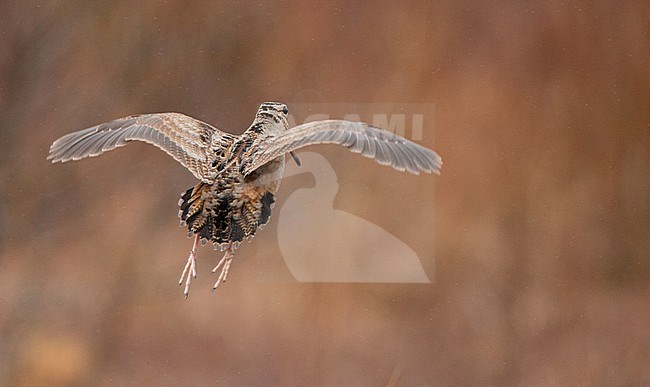 American Woodcock (Scolopax minor) adult in flight seen from the back stock-image by Agami/Ian Davies,