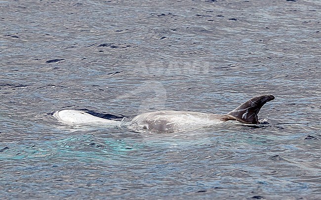 Risso's Dolphin swiming off Graciosa, Azores. August 2012. stock-image by Agami/Vincent Legrand,