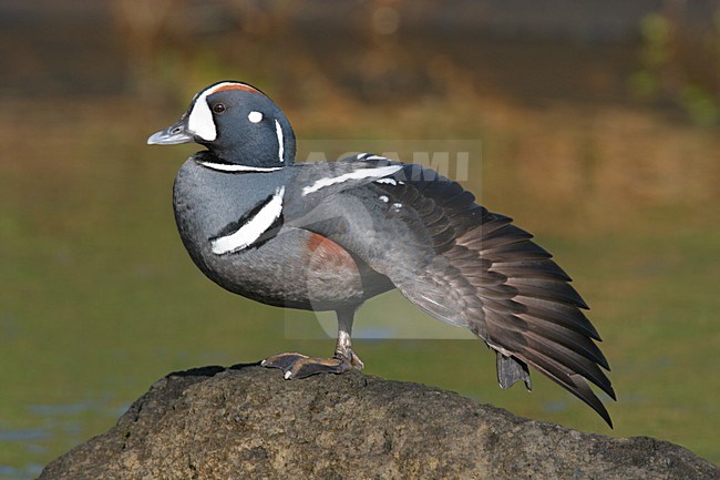 Mannetje Harlekijneend zittend op rots; Male Harlequin Duck perched on a rock stock-image by Agami/Menno van Duijn,