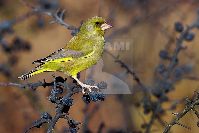 Male European Greenfinch (Chloris chloris) in Italy. stock-image by Agami/Daniele Occhiato,
