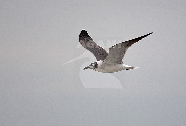 First-summer Laughing Gull (Larus atricilla) in flight. stock-image by Agami/Andy & Gill Swash ,