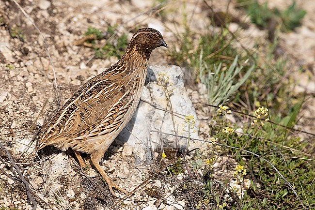 Common Quail (Coturnix coturnix), side view of an adult male standing on a rock, Abruzzo, Italy stock-image by Agami/Saverio Gatto,