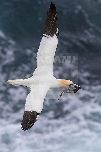 Northern Gannet (Morus bassanus), adult in flight carrying material for the nest stock-image by Agami/Saverio Gatto,