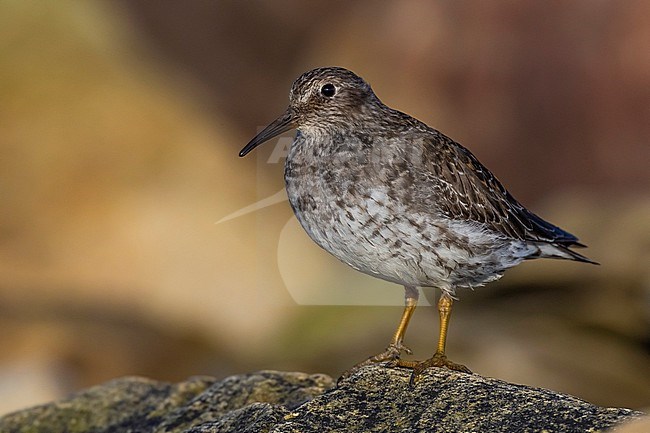 Purple Sandpiper, Calidris maritima, in spring in arctic Norway. stock-image by Agami/Daniele Occhiato,