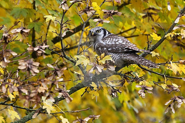 Sperweruil zittend; Northern Hawk Owl perched stock-image by Agami/Chris van Rijswijk,
