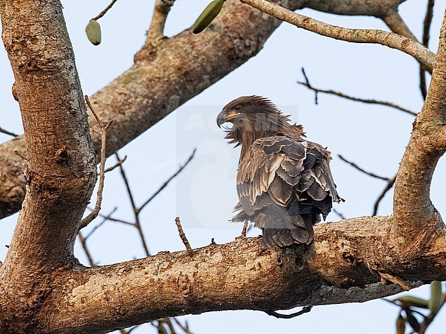 Back view of a young Pallas's Fish Eagle (Haliaeetus leucoryphus). India, Asia stock-image by Agami/Markku Rantala,