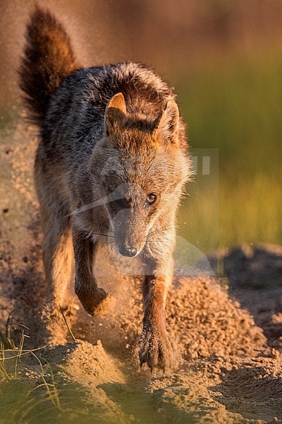 Eurasian Golden Jackal (Canis aureus moreoticus) in the Danube delta in Romania. stock-image by Agami/Oscar Díez,