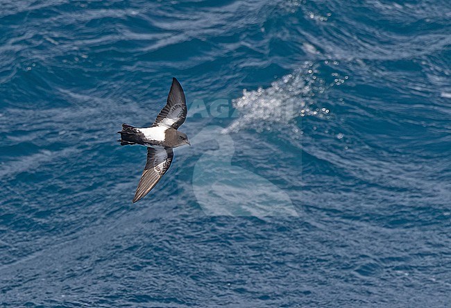 Black-bellied storm petrel (Fregetta tropica) between South Georgia and the Falkland islands. stock-image by Agami/Pete Morris,
