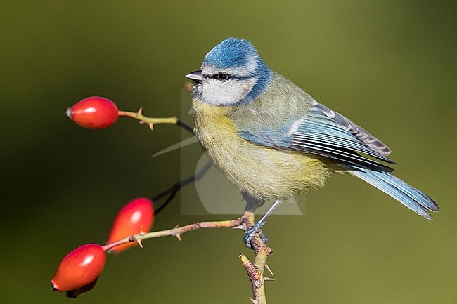 Eurasian Blue Tit (Cyanistes caeruleus), adult perched on a Dog Rose stock-image by Agami/Saverio Gatto,