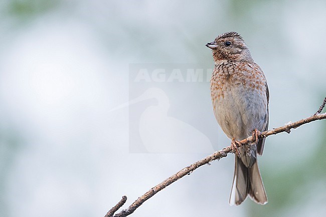 Pine Bunting - Fichtenammer - Emberiza leucocephalos leucocephalos, Russia (Baikal), adult female stock-image by Agami/Ralph Martin,