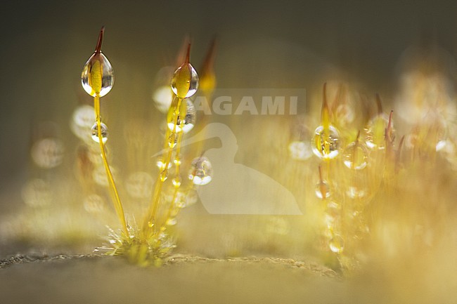 Sporendragend mos met waterdruppels, Moss with waterdrops stock-image by Agami/Wil Leurs,