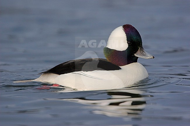 Bufflehead  (Bucephala albeola)  swimming in Victoria, BC, Canada. stock-image by Agami/Glenn Bartley,