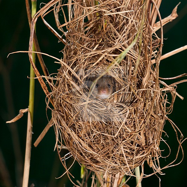 Dwergmuis in nest; Harvest Mouse in nest stock-image by Agami/Theo Douma,