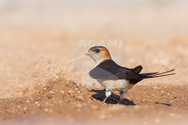 Western Red-rumped Swallow, Cecopris rufula, Croatia, adult stock-image by Agami/Ralph Martin,