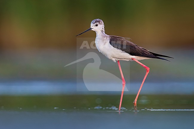 Adult Black-winged Stilt (Himantopus himantopus) in Italy. stock-image by Agami/Daniele Occhiato,