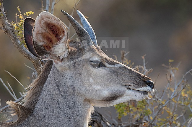 Greater kudu (Tragelaphus strepsiceros) in South Africa. A large woodland antelope, found throughout eastern and southern Africa. stock-image by Agami/Pete Morris,
