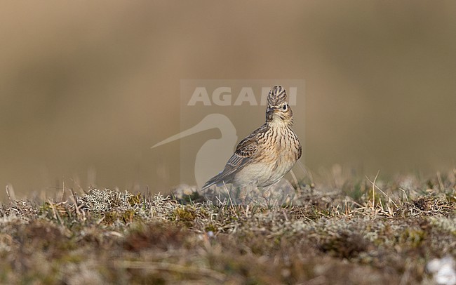 Eurasian Skylark (Alauda arvensis) walking on ground in a meadow in Zealand, Denmark stock-image by Agami/Helge Sorensen,