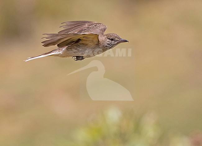 White-tailed Shrike-Tyrant (Agriornis albicauda) in northern Peru. A localized flycatcher of the high Andes, occuring in tropical high-altitude shrubland, subtropical high-altitude grassland, arable land, and pastureland. It is threatened by habitat loss. stock-image by Agami/Pete Morris,
