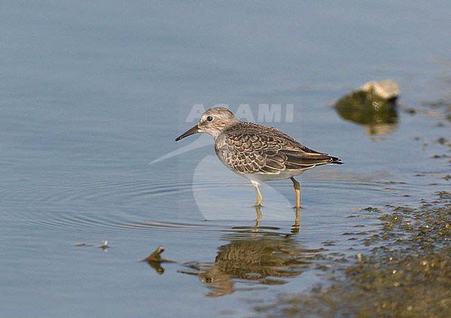 First-winter Temminck's Stint (Calidris temminckii) walking in a shallow pool in Lesbos, Greece. stock-image by Agami/Karel Mauer,